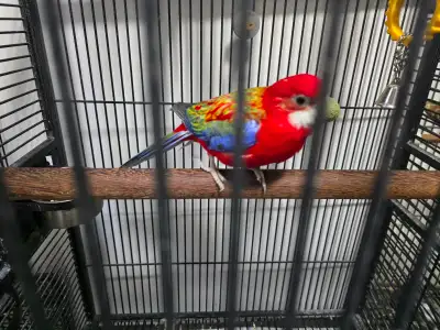 Eastern rosellaBird for sale, View more
