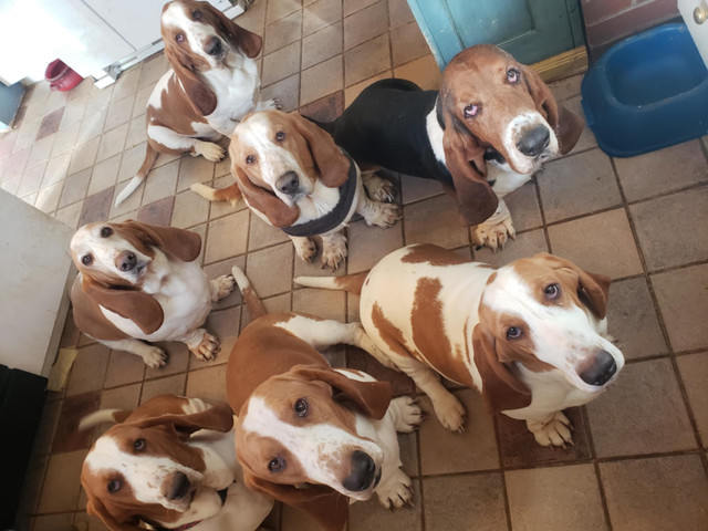 Basset cherchent maison dans Chiens et chiots à adopter  à Thetford Mines