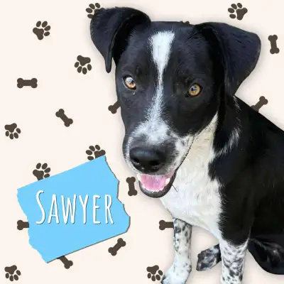 "Sawyer" - Neutered Male Cattle Dog/Hound mix - 6 Months Old, View more