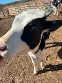 1 year old Holstein heifer