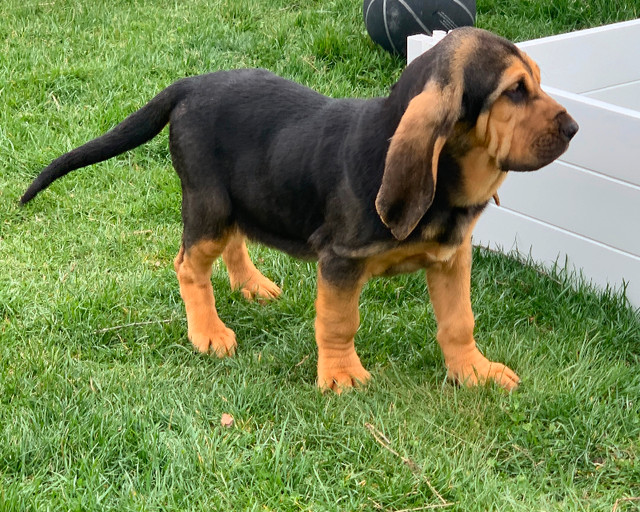 Bloodhound purebred ckc reg CHAMPION LINE READY TO GO NOW in Dogs & Puppies for Rehoming in Cornwall - Image 4