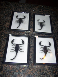 Real Giant Taxidermy 4 Scorpion Palamnersus In Framed Display