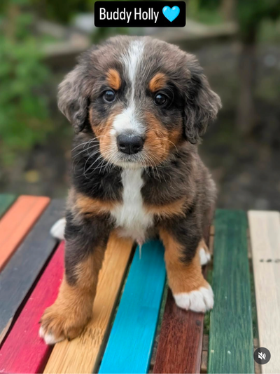 F2 Bernedoodle Puppies - Ready for Forever Homes, View more