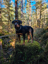 Gorgeous 2yr old Female Rottwieler