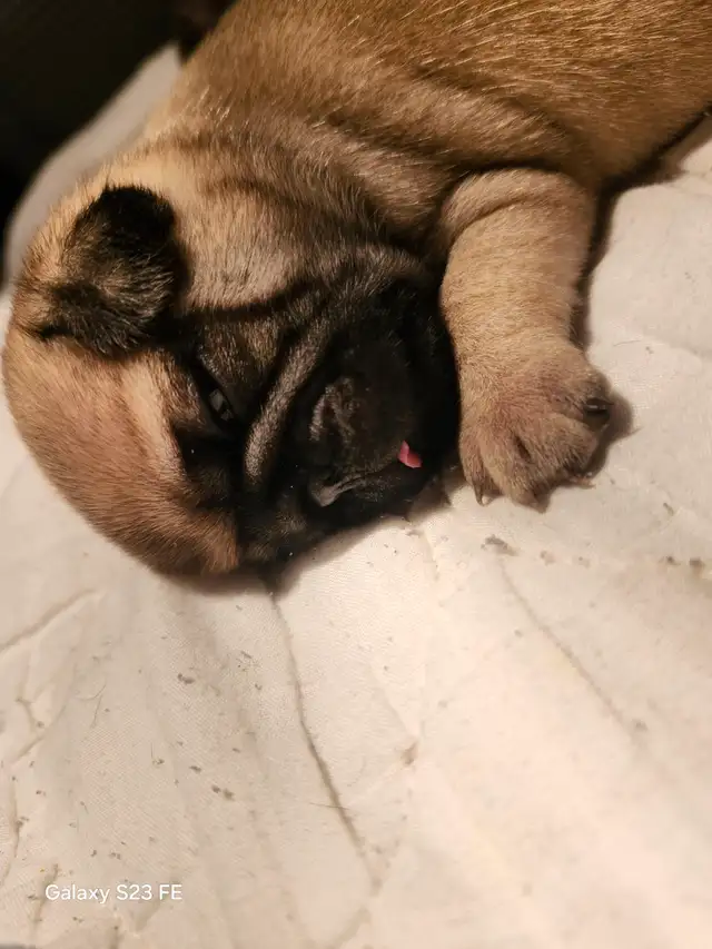 Mes petits trésor ! Pug carlin in Dogs & Puppies for Rehoming in Lanaudière - Image 4