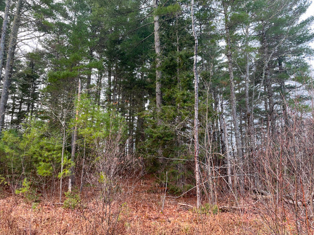 Route 105 (Lot 1), Youngs Cove (Water View) in Land for Sale in Saint John - Image 4