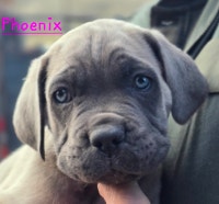 WORLD CLASS CANE CORSO PUPPIES Vancouver Greater Vancouver Area Preview
