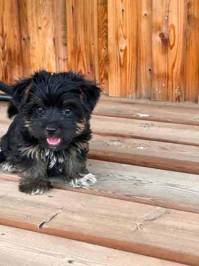 Yorkie/Biewer, View more