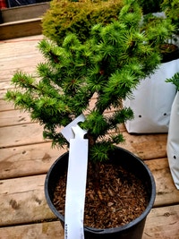Japanese Larch Larix kaempferi 'Haverbeck'