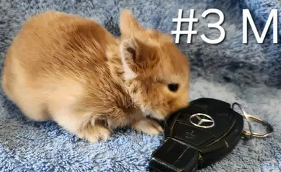 Top Featured Purebred Netherland Dwarf bunny rabbit, #Great for a gift for relieving from Pendemic a...