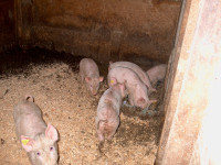 Weaner /feeder pigs