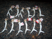 Deer Antler Ornaments (12 in total)