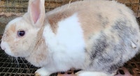 Netherland Dwarf male bunny, MaleOne year old City of Toronto Toronto (GTA) Preview