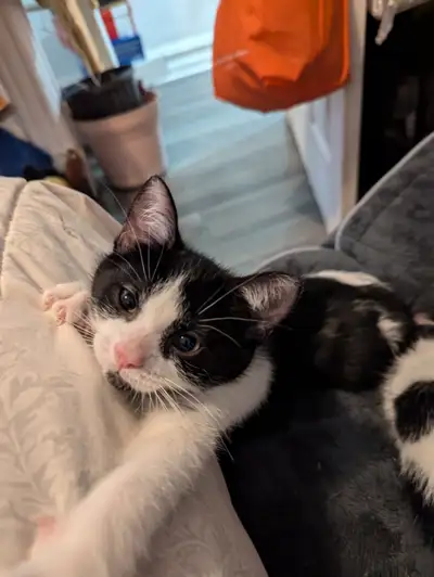 Chatons prêtent pour être relocalisés! Je suis propre, plein d'énergie et j'adore jouer. Recherche p...