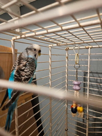 1 pair of budgies for sale