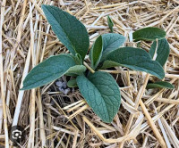 Comfrey plants- good fertilizer and herb for medicine. Bone knit