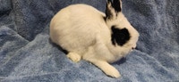 Very tempered Netherland Dwarf male bunny, small size5 month o City of Toronto Toronto (GTA) Preview