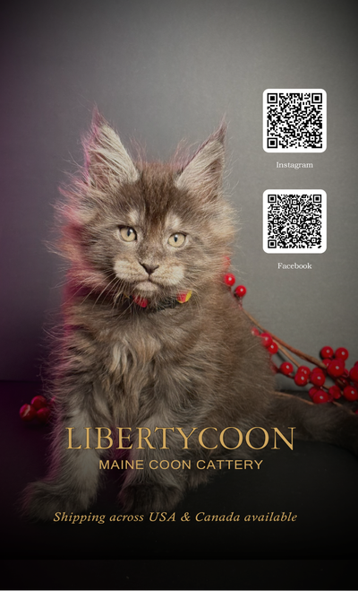 Maine Coon Kittens 2026, View more