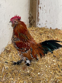 FREE Silky Rooster