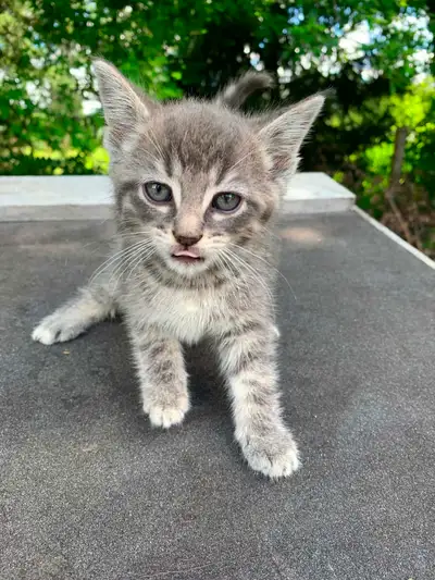 Adorable Farm Cat Kittens Looking For A Great Home, View more