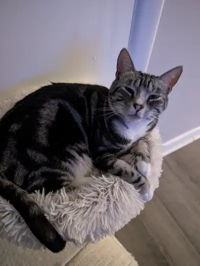 I am looking for a good home for two male cats I think they will not be good with kid's. I am lookin...