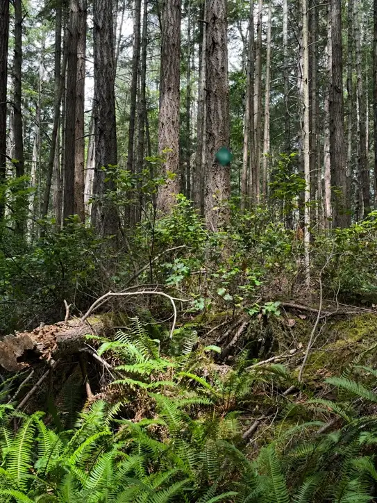 GULF ISLAND BC– OFF-GRID LAND STEWARDSHIP & LIVING OPPORTUNITY in Storage & Parking for Rent in Nanaimo - Image 5
