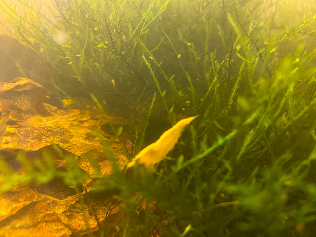 Yellow shrimp in Fish for Rehoming in Ottawa