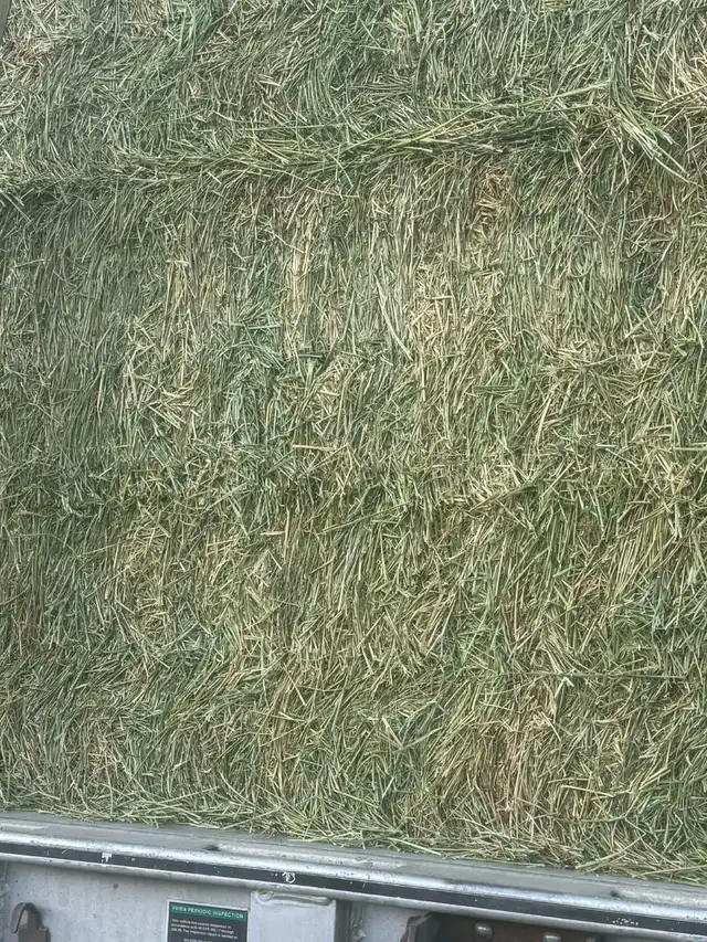 Timothy / Alfalfa /mix hay in Livestock in Penticton - Image 6