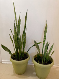 CANVAS Artificial Sansevieria Plant (snake plant) in