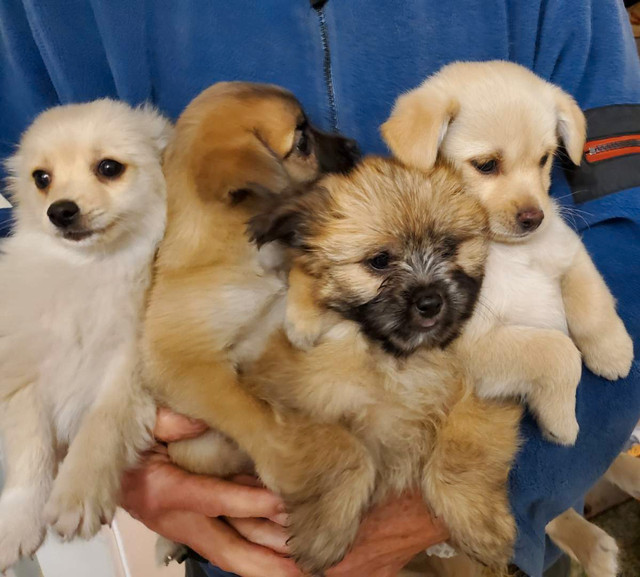 Pomeranian / Chihuahua puppies for sale in Dogs & Puppies for Rehoming in City of Toronto - Image 4