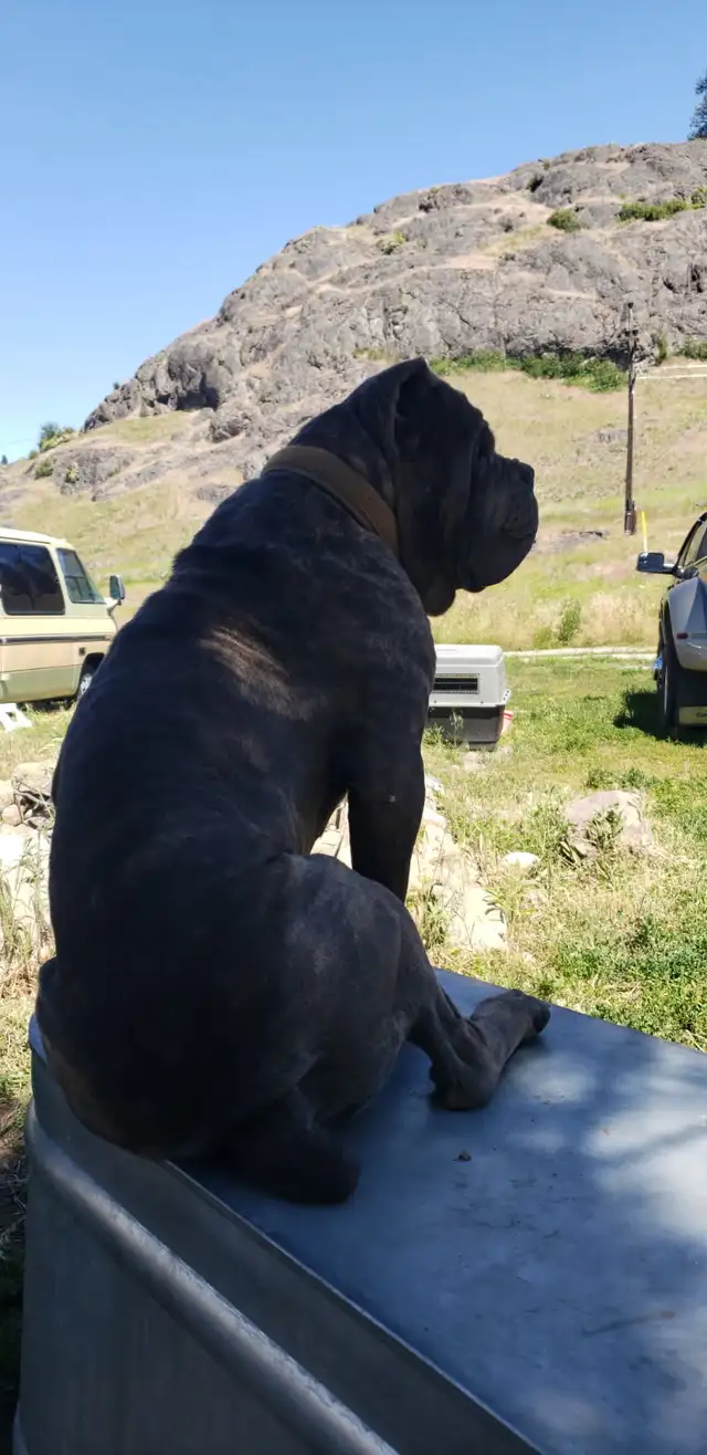 World Class Cane Corso Puppies in Dogs & Puppies for Rehoming in Vancouver - Image 5