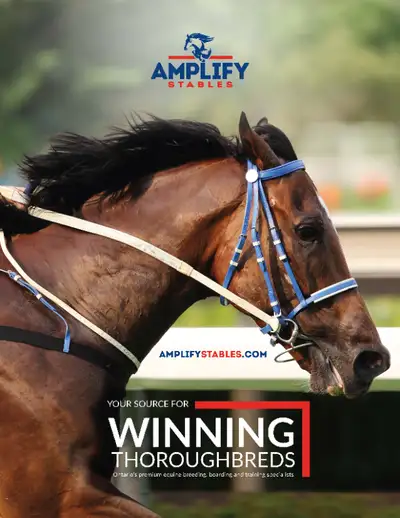 HORSE BOARDING & TRAINING SERVICES, TOP CLASS FACILITY, View more