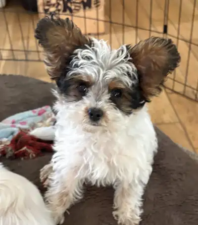 Adorable petite femelle Morkipoo, View more