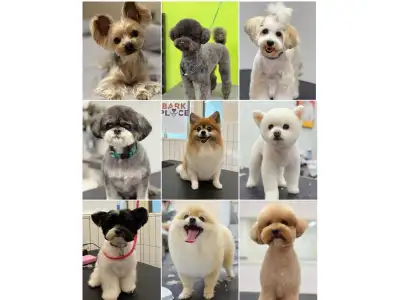 Well-established dog daycare and grooming business located in the highly desirable Sullivan area. Th...