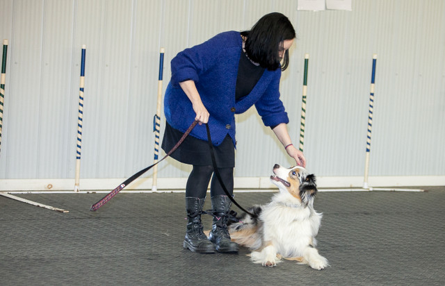 Dog Training Obedience, Agility, Private Lessons and Puppy Class in Animal & Pet Services in London - Image 3