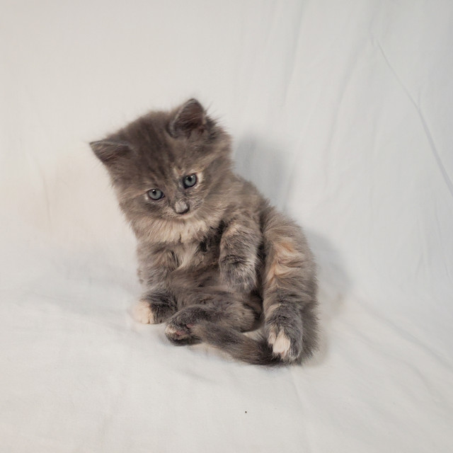 we sell kittens born on June 8 . 2025. two boys 1 girl. in Cats & Kittens for Rehoming in Miramichi - Image 4