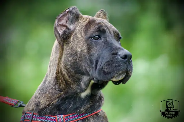 Presa Canario Puppies *Ready Now* in Dogs & Puppies for Rehoming in City of Toronto - Image 3