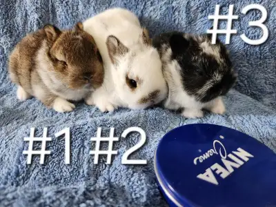 Great Featured Purebred Netherland Dwarf bunny rabbit, #Great for a gift for relieving from Pendemic...
