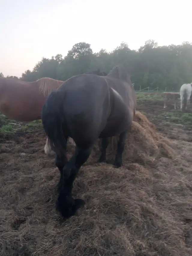 PERCHERON MARE in Horses & Ponies for Rehoming in Annapolis Valley - Image 7