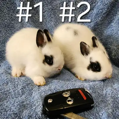 Great Featured Purebred Netherland Dwarf baby bunny rabbit, #Gre, View more