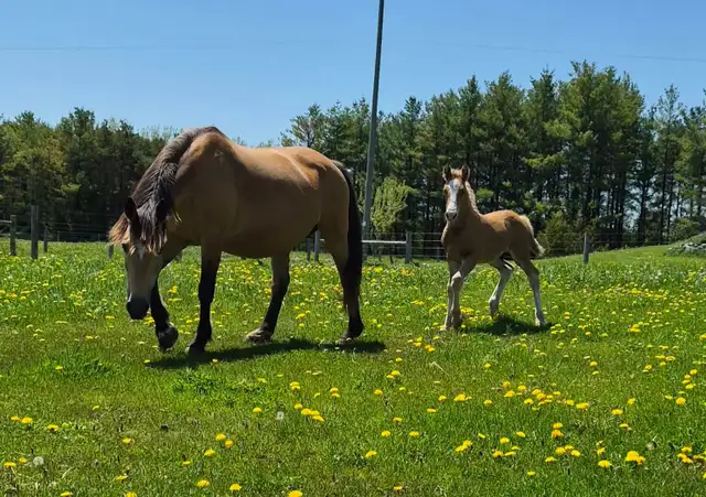 Gypsy X weanling colt in Horses & Ponies for Rehoming in Owen Sound - Image 5