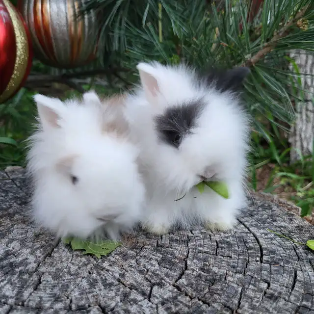 Bébé lapin néerlandais, bélier, tête de lion * baby bunny rabbit in Small Animals for Rehoming in West Island - Image 5