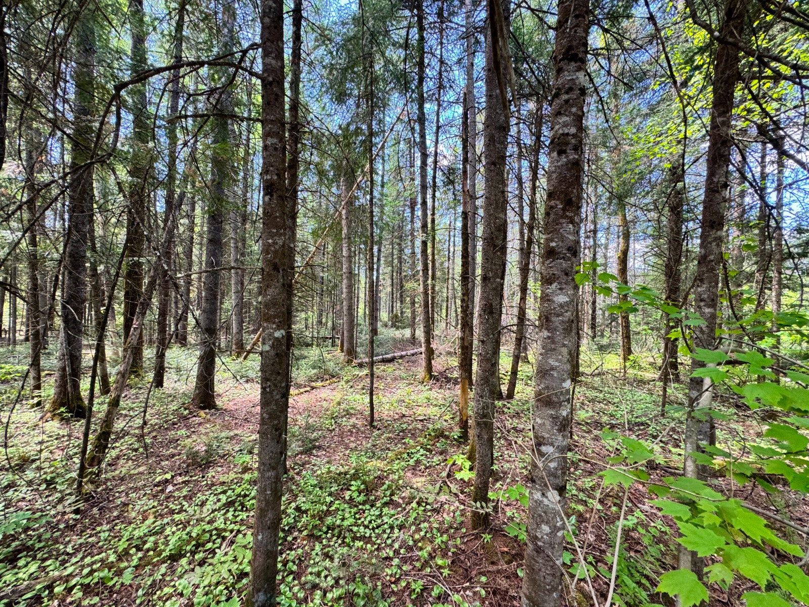Terrain à vendre pour auto-constructeur à Morin Heights — photo 3