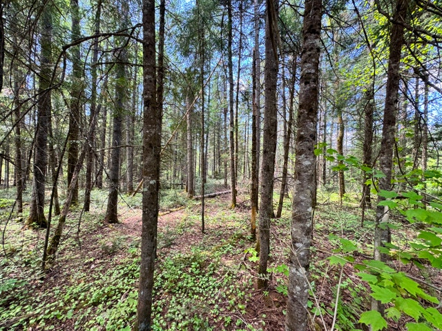 Terrain à vendre pour auto-constructeur à Morin Heights — photo 3