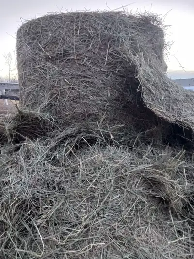 Quality Horse Hay Round Bales, View more