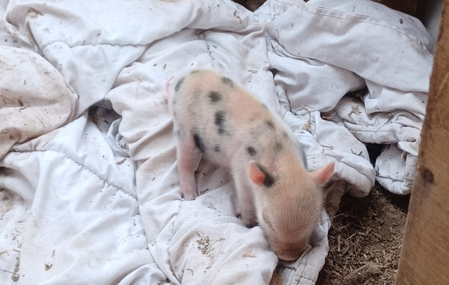 Adorable Julianna Piglets! in Livestock in Ottawa - Image 2