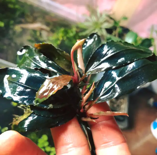 Aquarium aquatic plants "LOCALLY GROWN" in Fish for Rehoming in Moncton - Image 5