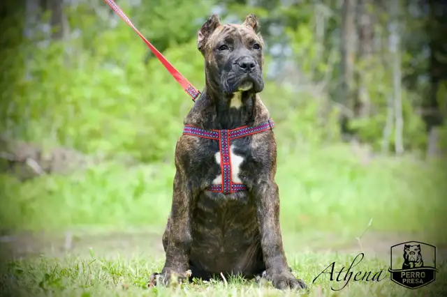 Presa Canario Puppies *Ready Now* in Dogs & Puppies for Rehoming in City of Toronto - Image 5