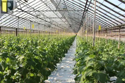 4.5 acres of greenhouses, 2 Cleaverbrooks boilers 350hp and 300hp. Boiler fuel - gas, bunker oil and...