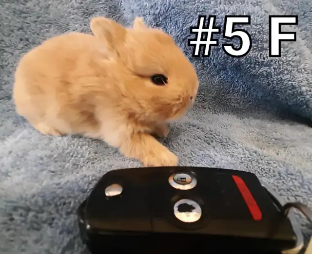 Great Featured Purebred Netherland Dwarf bunny rabbit, #Great fo in Small Animals for Rehoming in Mississauga / Peel Region - Image 5